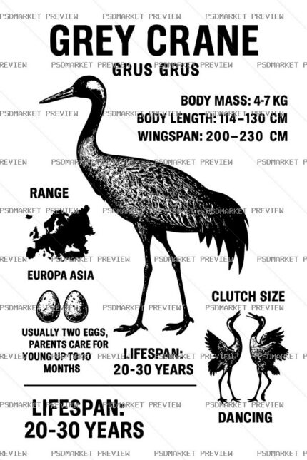 Grey Crane Nature Facts Vector Print — PSD template preview