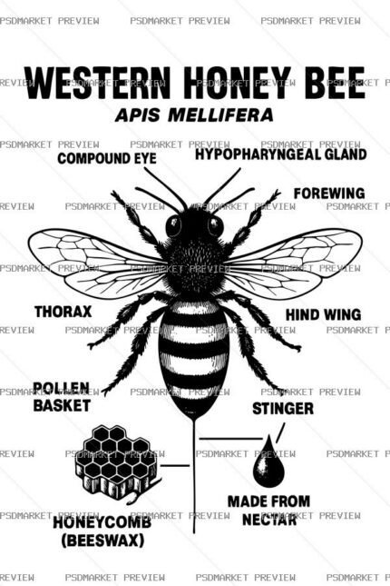 Western Honey Bee Anatomy Vector Print — print design preview