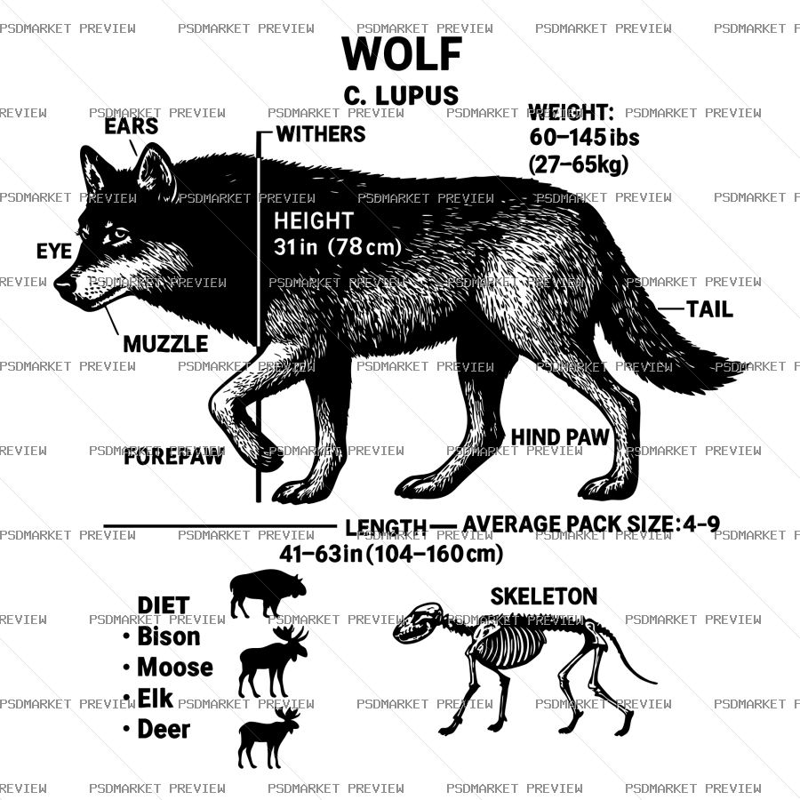 Wolf Anatomy Vector Print — PSD template preview