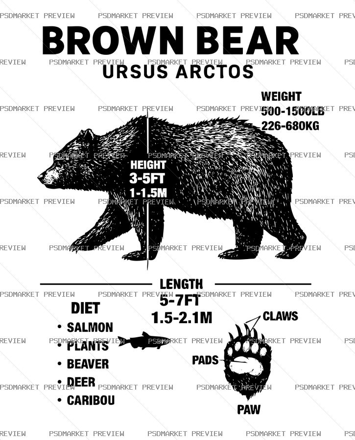 Brown Bear Anatomy Vector Print — print design preview